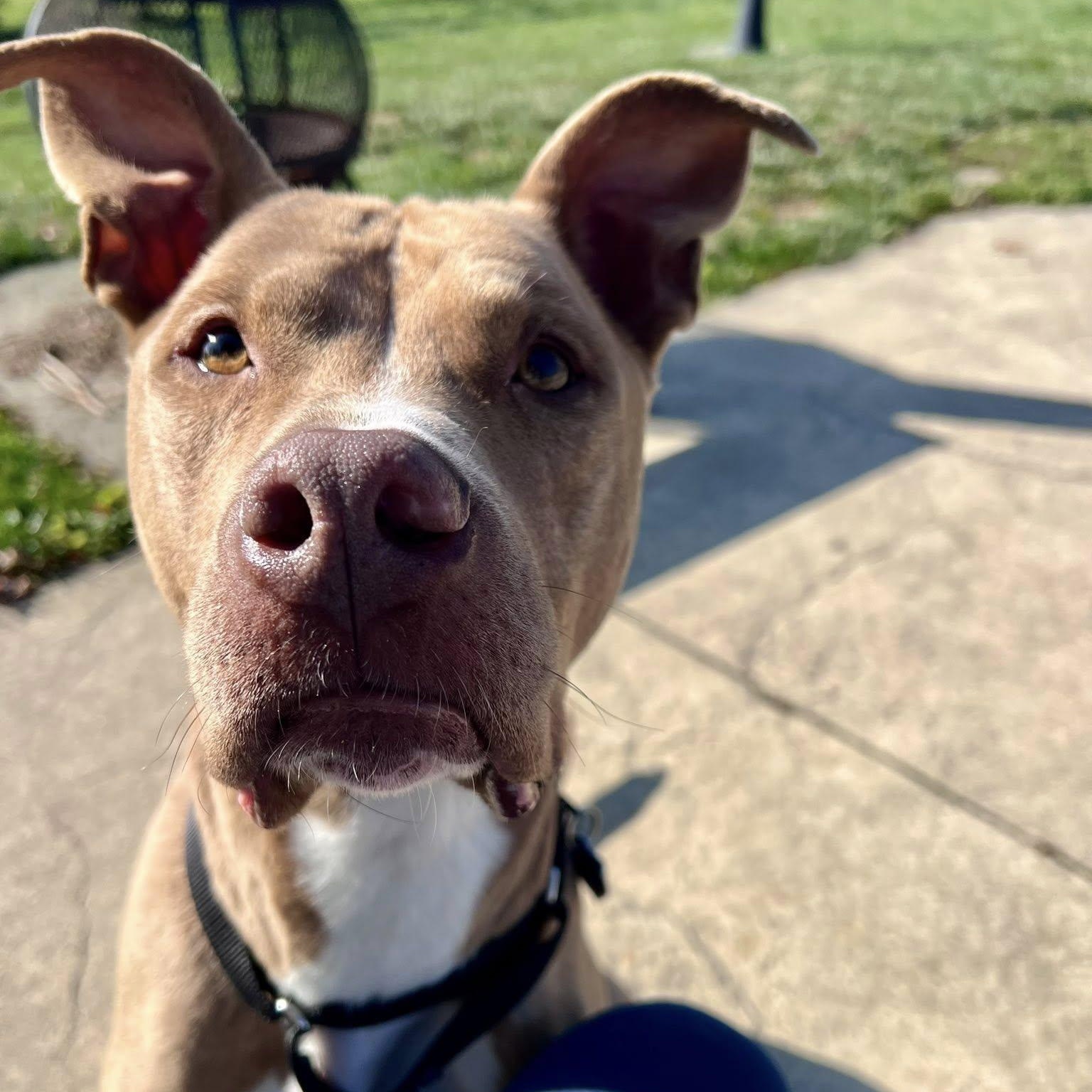 Enlarge Ozzy, a Adoptable mixed breed in Grafton, OH image 5/5