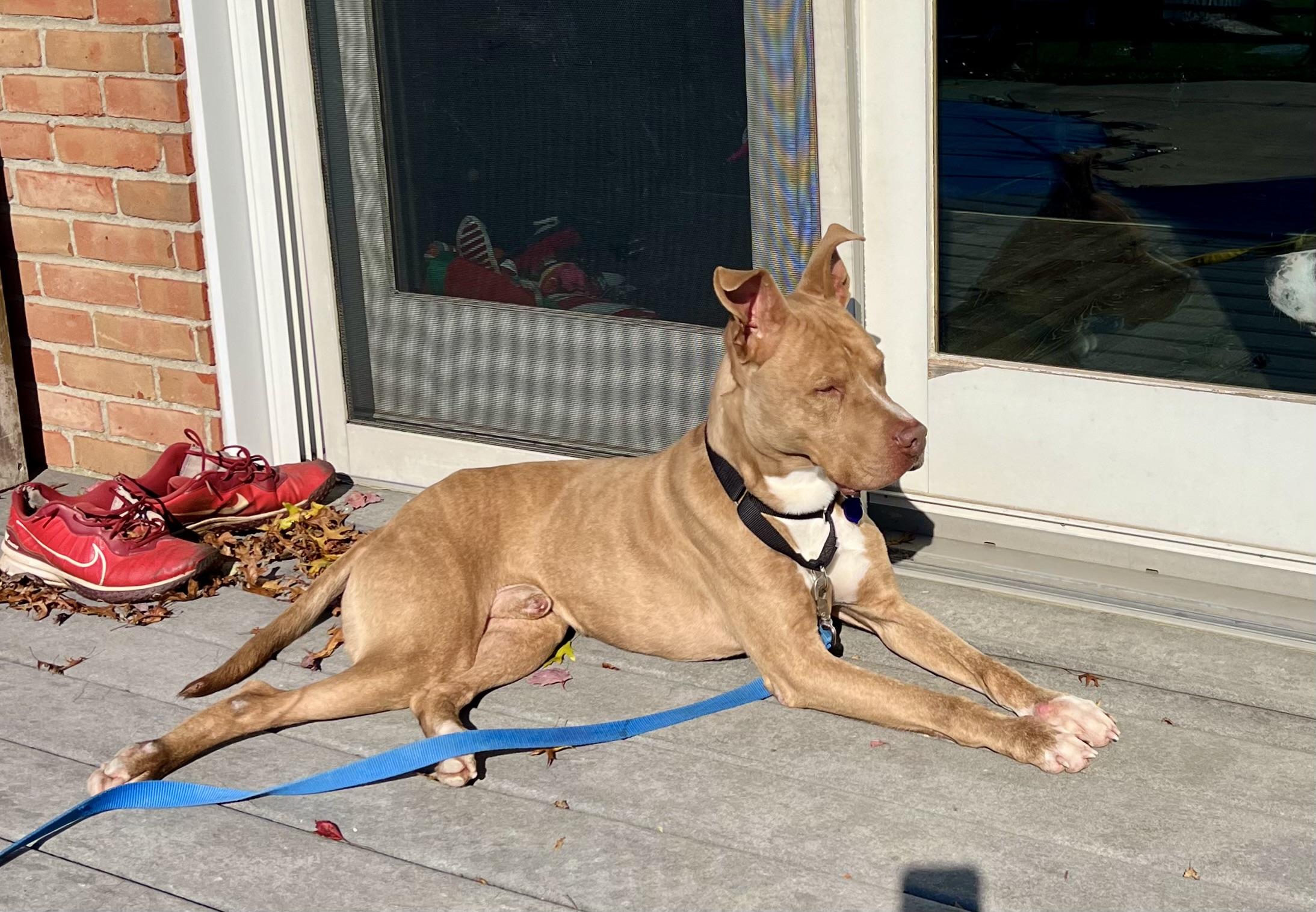 Enlarge Ozzy, a Adoptable mixed breed in Grafton, OH image 3/5