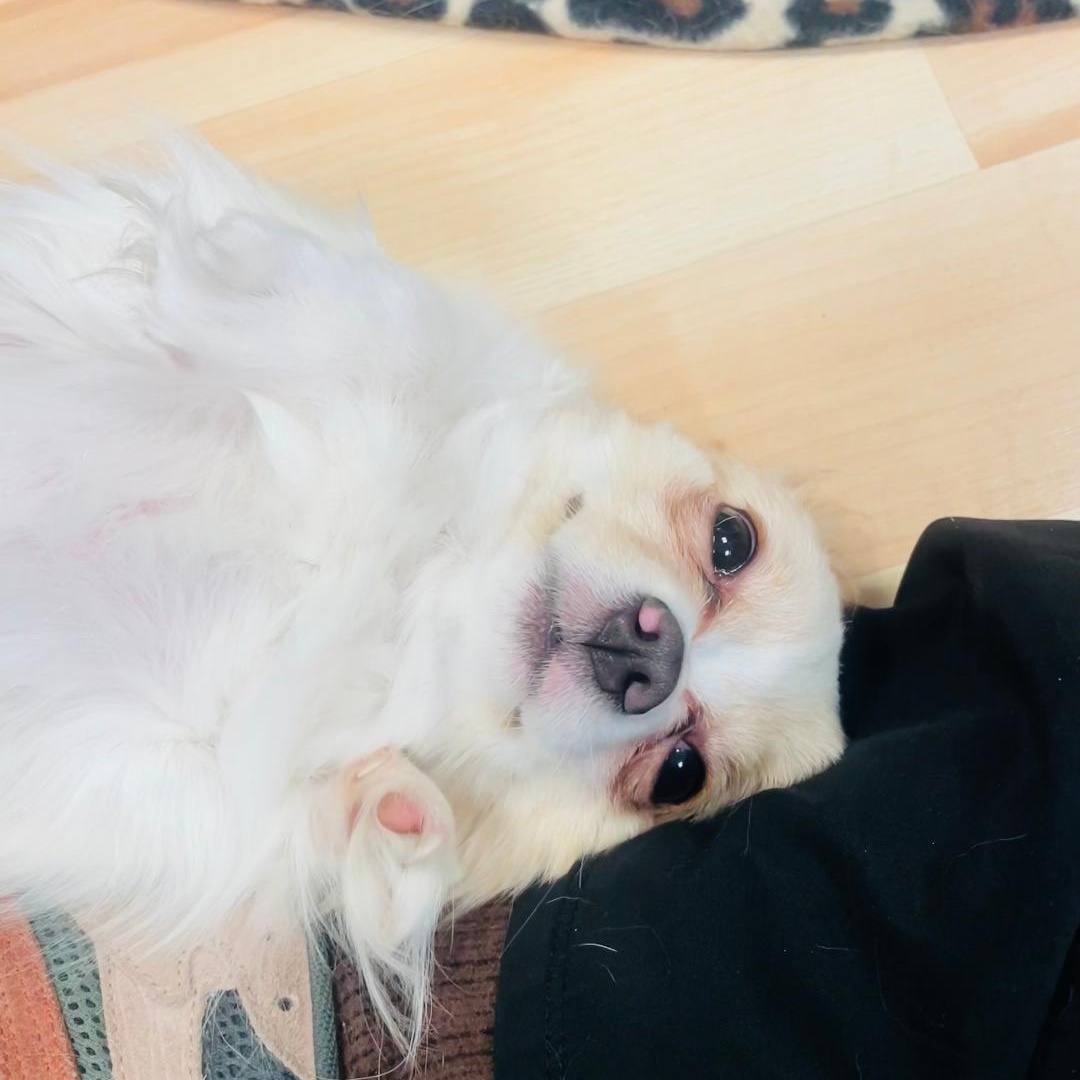 Goldie, ADOPTABLE, Young Female Pomeranian & Chihuahua.