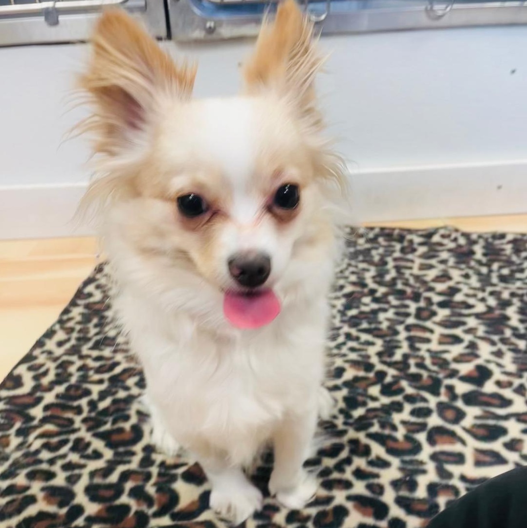 Enlarge Goldie, a ADOPTABLE mixed breed in Walker, MI image 3/3