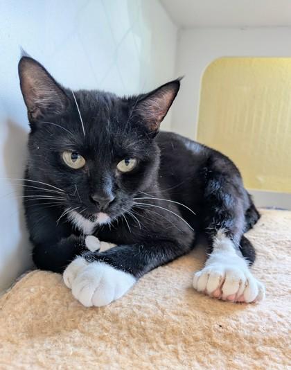 Denmark, Adoptable, Adult Female Domestic Short Hair & Domestic Short Hair.