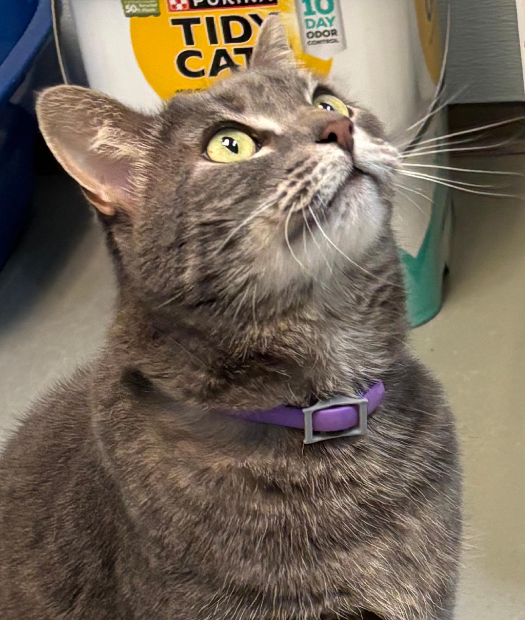 Snickers, a Adopted Domestic Short Hair in Terryville, CT image 1/6