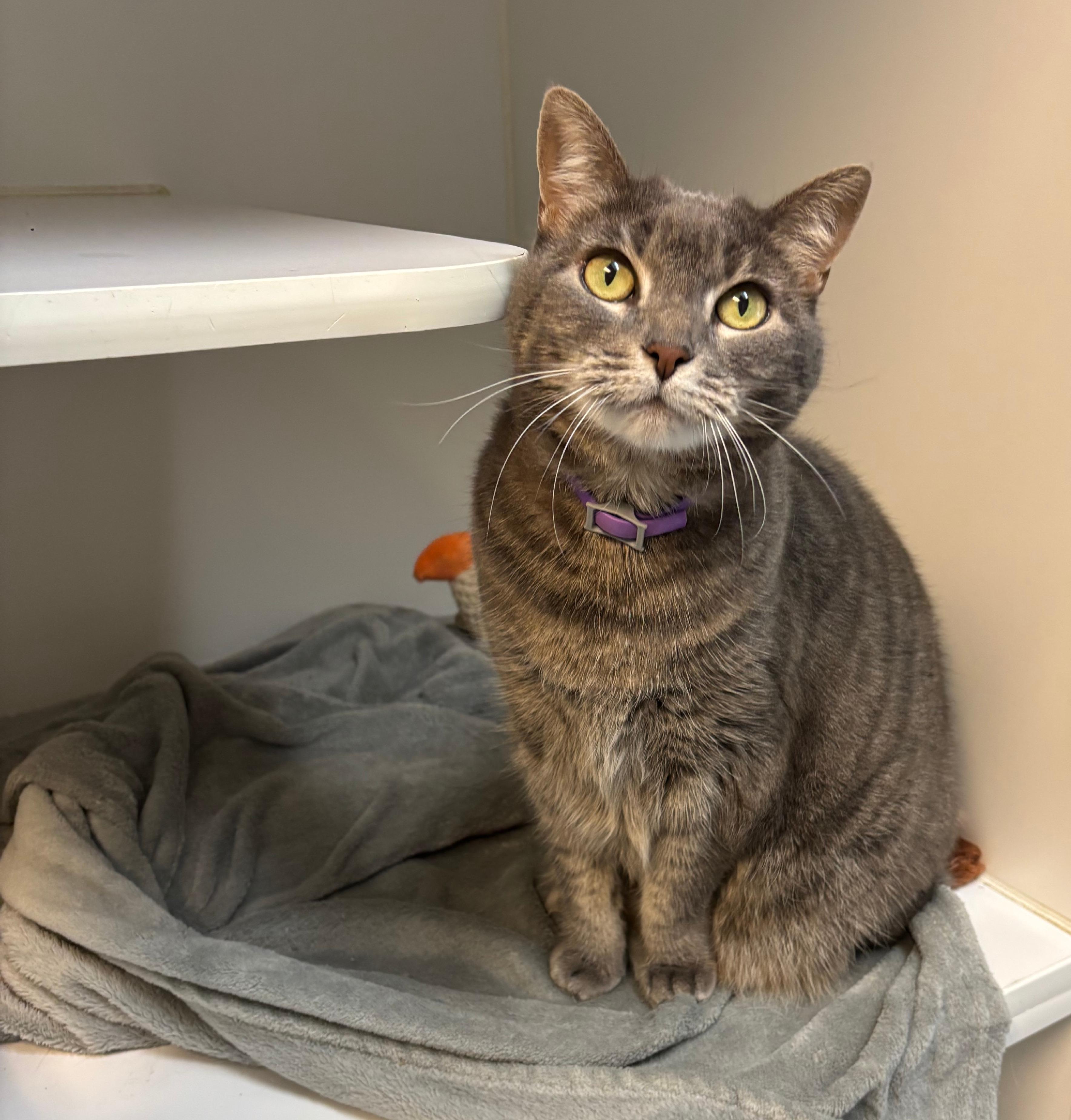 Snickers, a Adopted Domestic Short Hair in Terryville, CT image 2/6