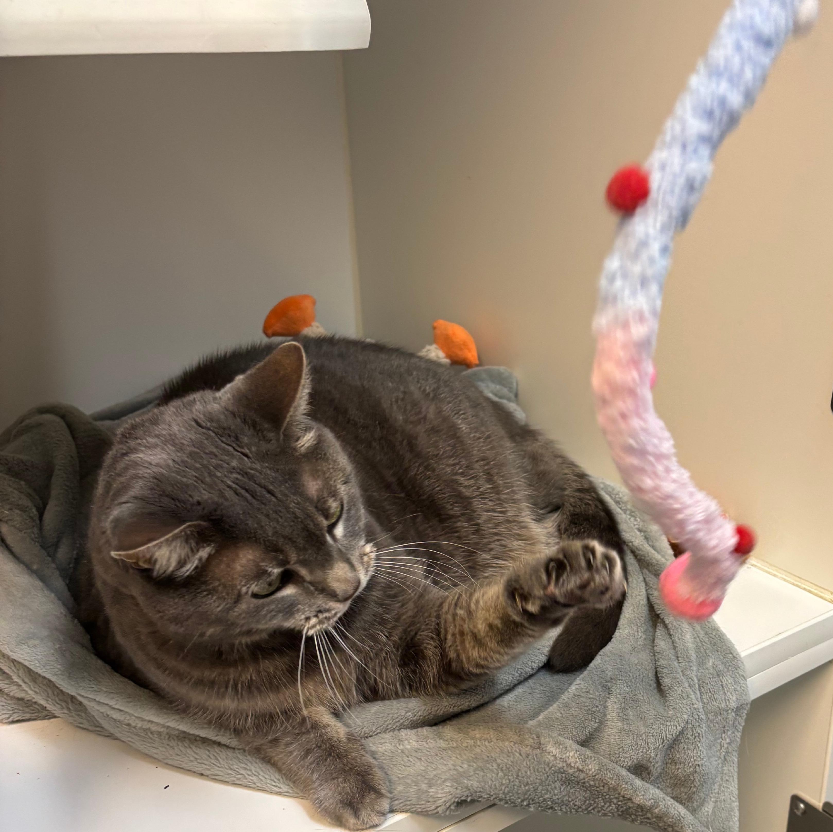 Snickers, a Adopted Domestic Short Hair in Terryville, CT image 3/6