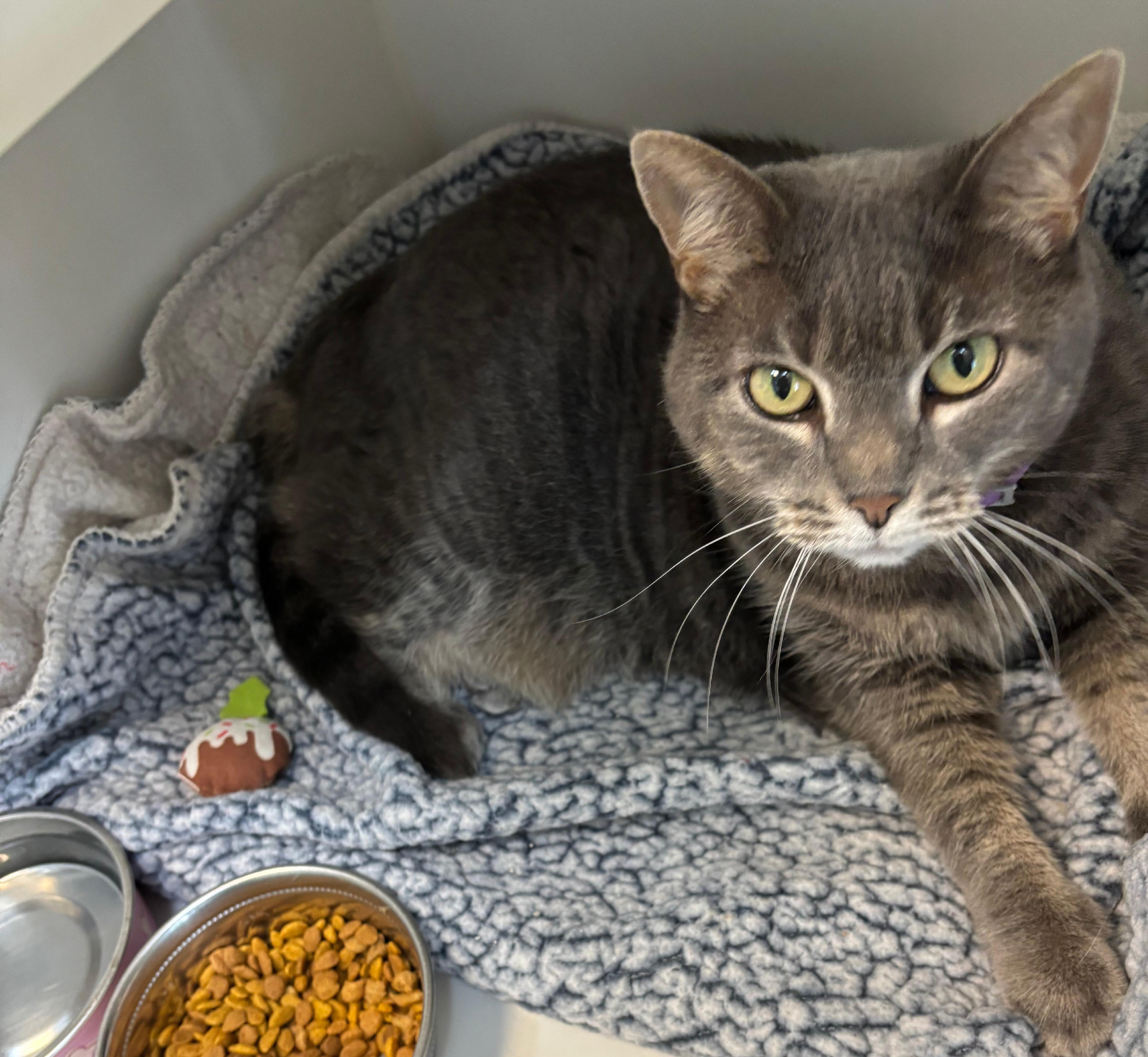 Snickers, a Adopted Domestic Short Hair in Terryville, CT image 4/6