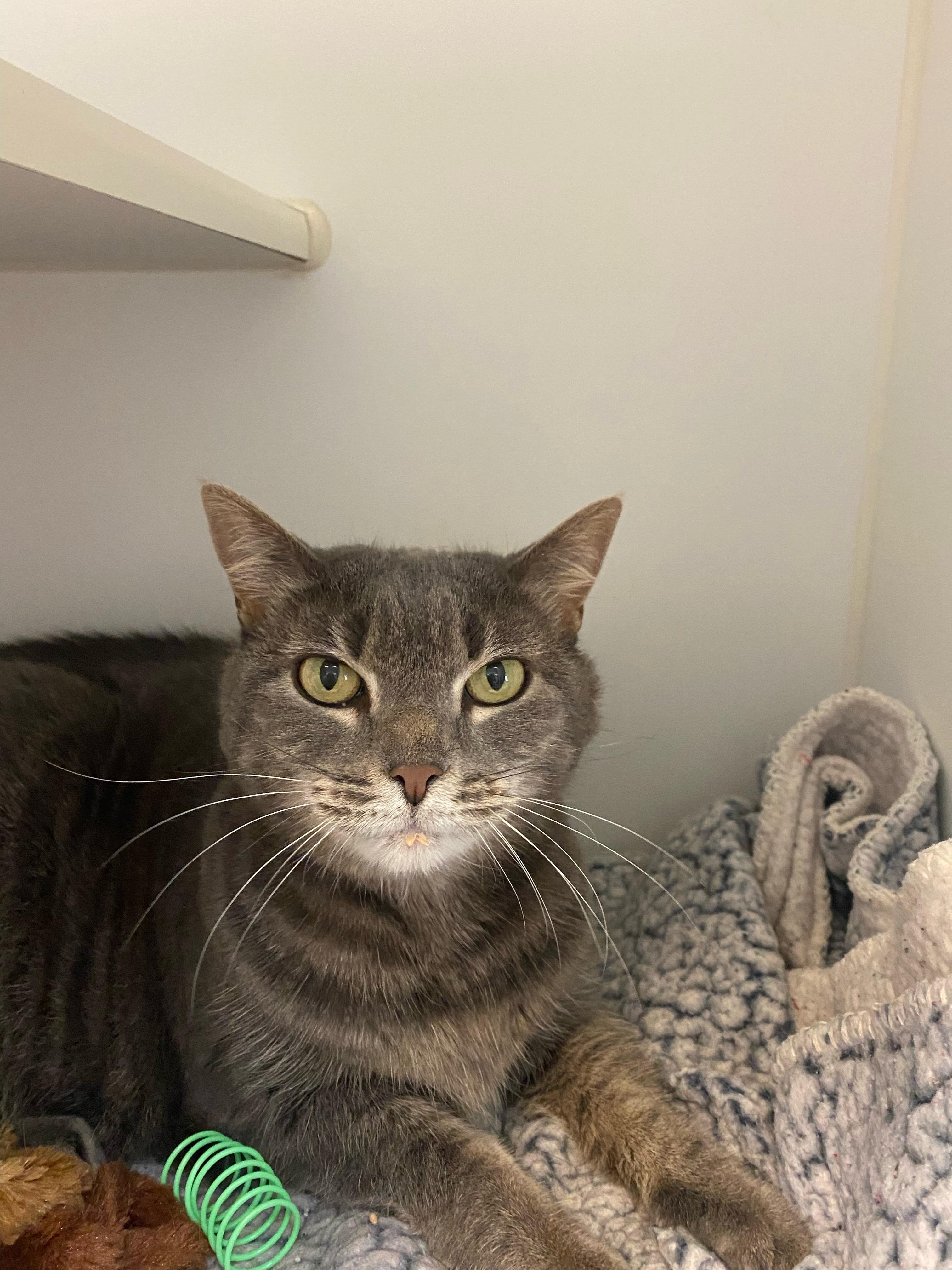 Snickers, a Adopted Domestic Short Hair in Terryville, CT image 5/6