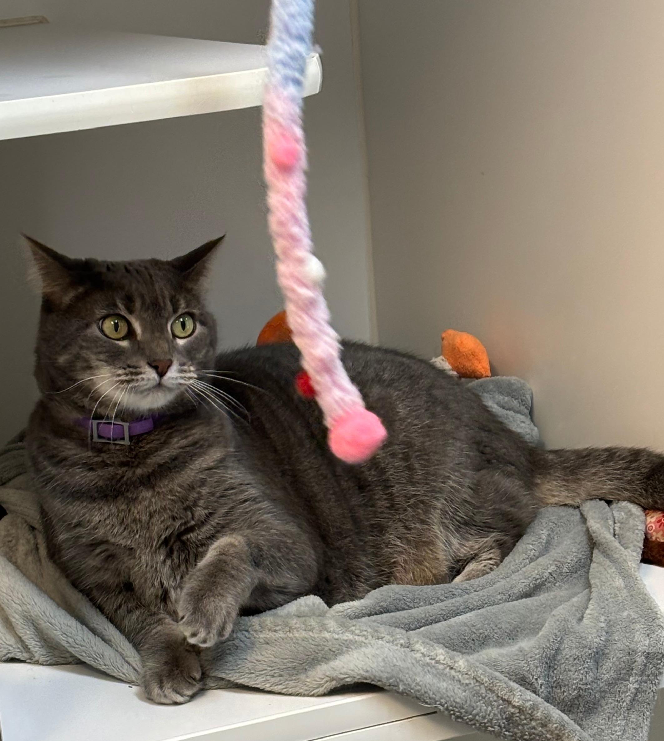 Snickers, a Adopted Domestic Short Hair in Terryville, CT image 6/6