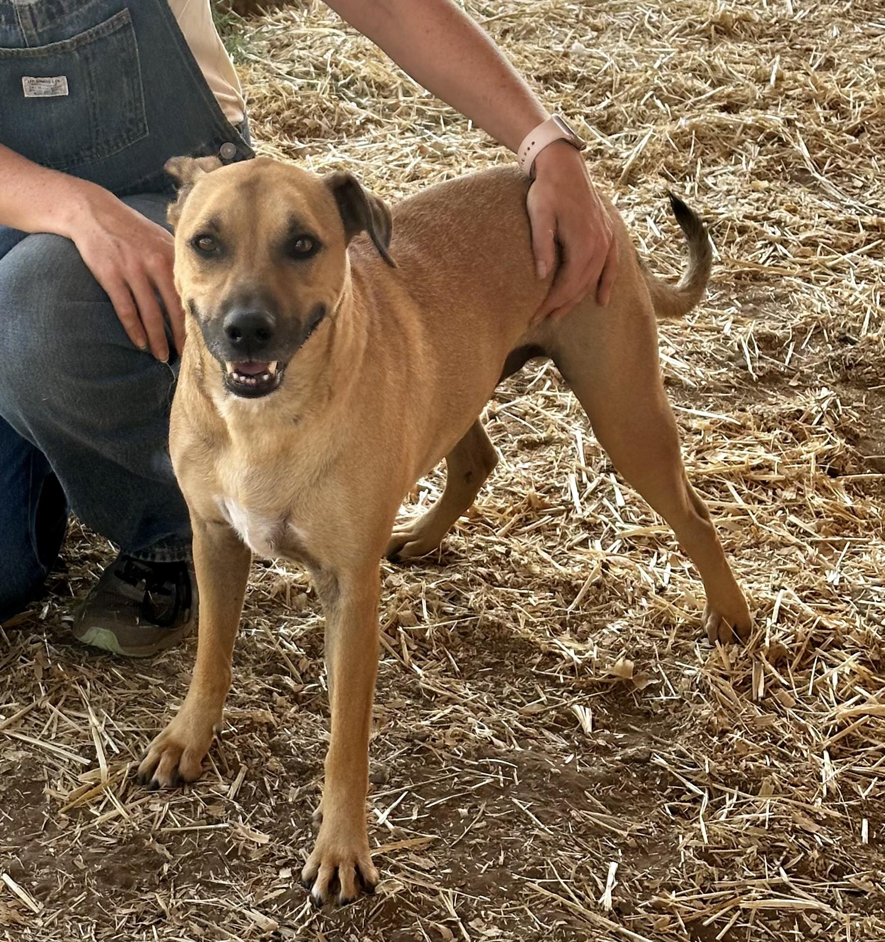 Enlarge Rocky, a Adoptable mixed breed in Seguin, TX image 3/6