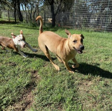 Enlarge Rocky, a Adoptable mixed breed in Seguin, TX image 4/6