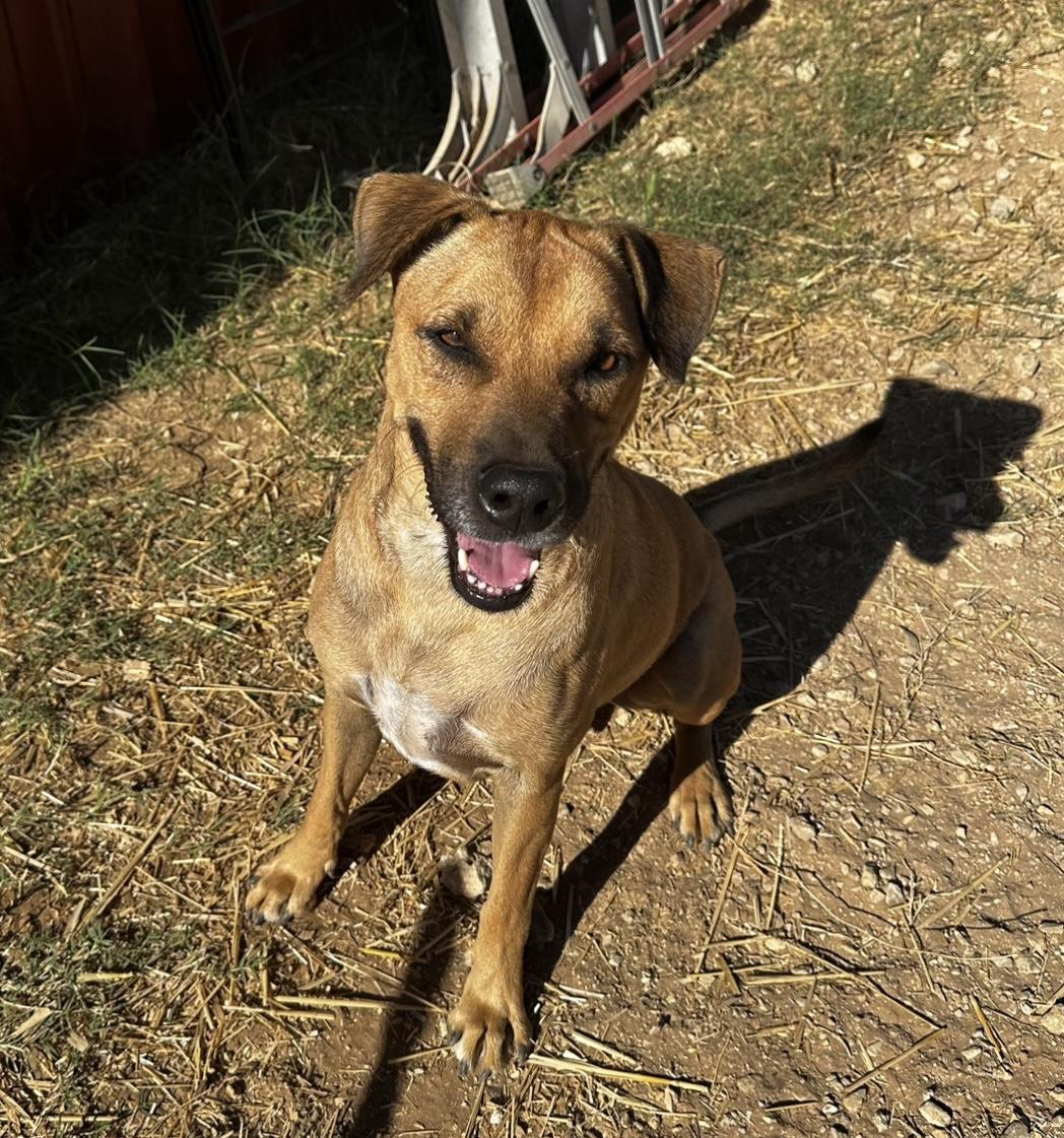 Enlarge Rocky, a Adoptable mixed breed in Seguin, TX image 1/6