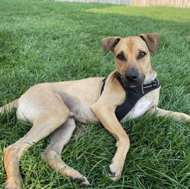 Enlarge Rocky, a Adoptable mixed breed in Seguin, TX image 2/6