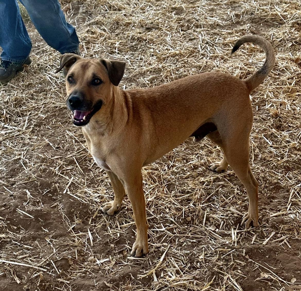 Enlarge Rocky, a Adoptable mixed breed in Seguin, TX image 5/6