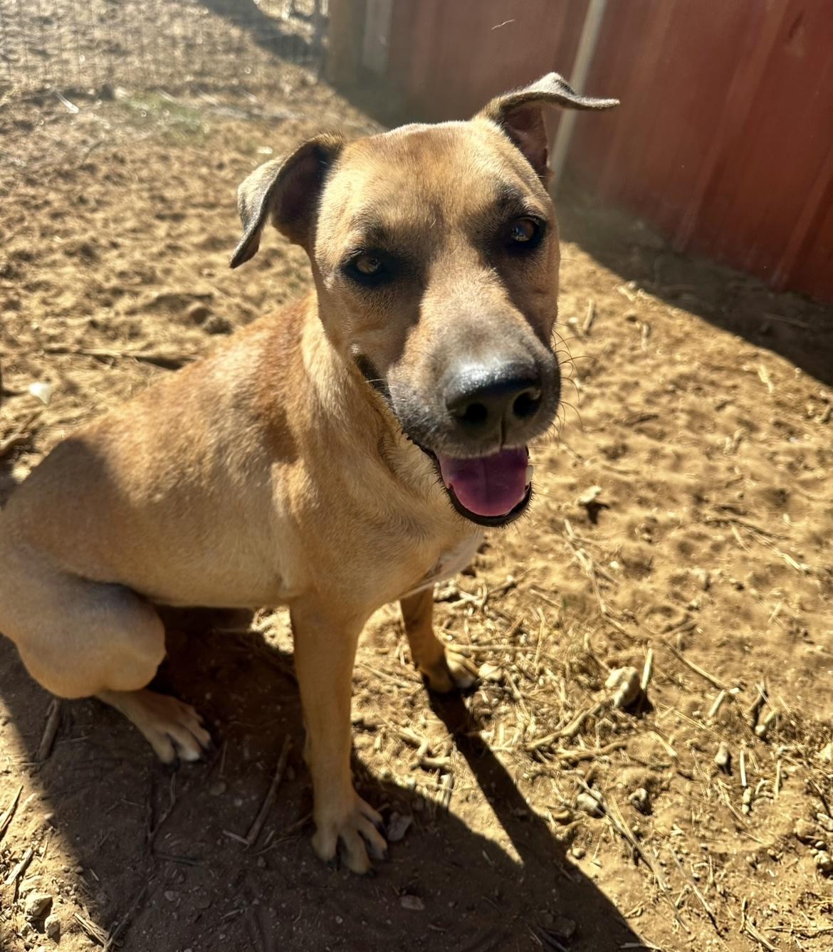 Enlarge Rocky, a Adoptable mixed breed in Seguin, TX image 6/6