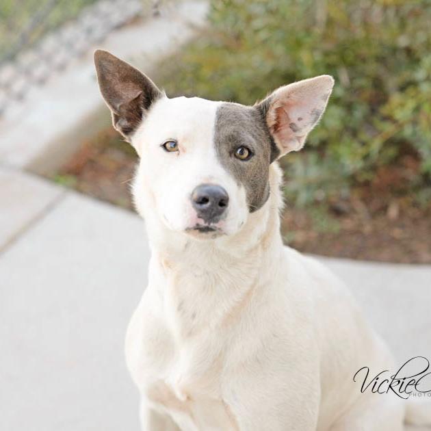 Princess, Adoptable, Adult Female Mixed Breed.