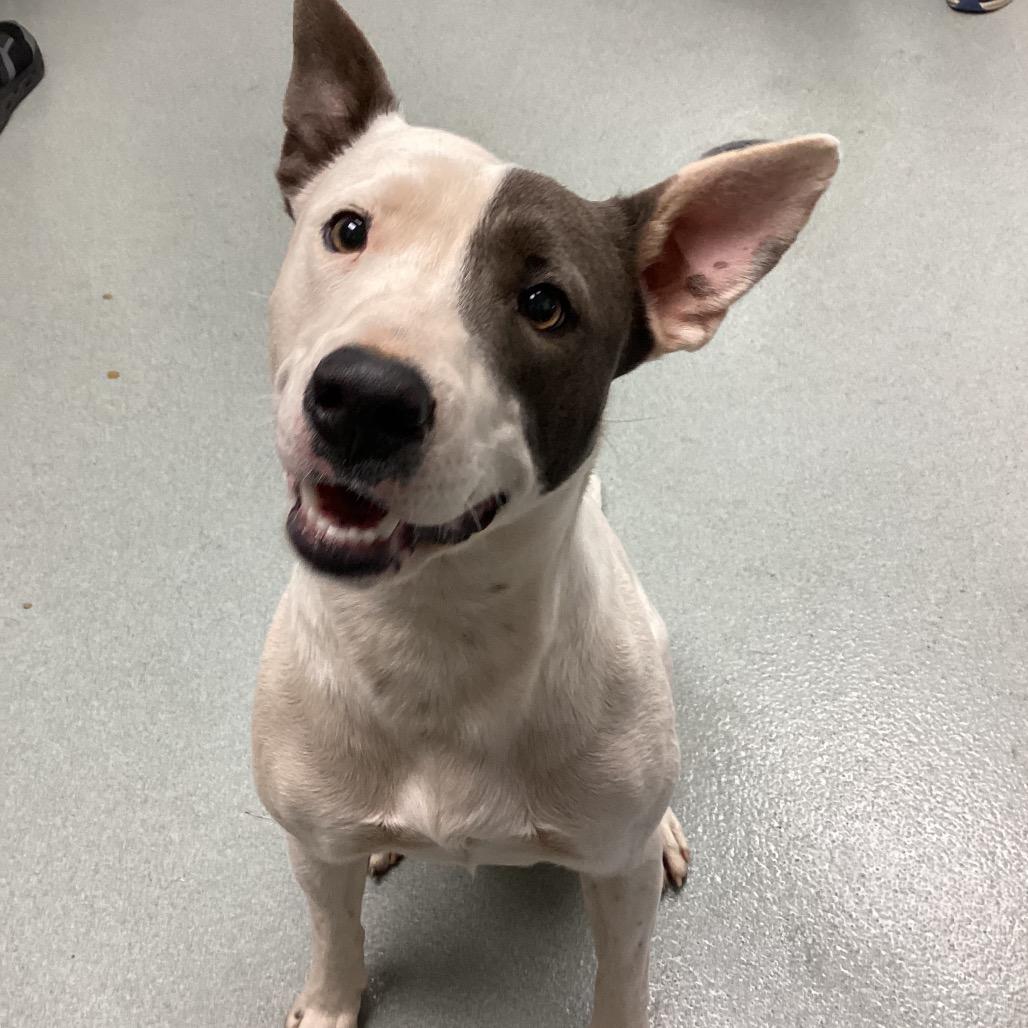 Enlarge Princess, a Adoptable Mixed Breed in Abilene, TX image 2/6