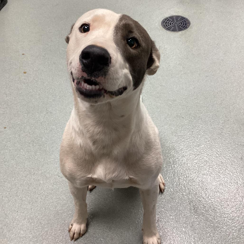 Enlarge Princess, a Adoptable Mixed Breed in Abilene, TX image 4/6