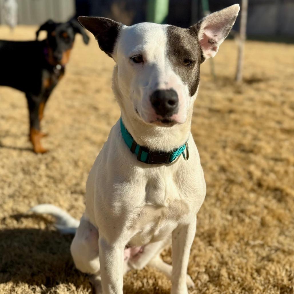 Enlarge Princess, a Adoptable Mixed Breed in Abilene, TX image 5/6