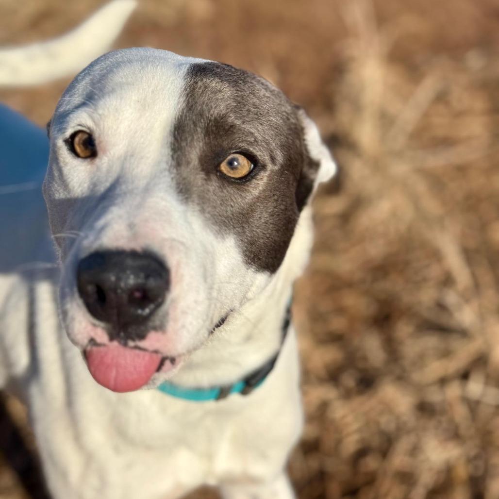 Enlarge Princess, a Adoptable Mixed Breed in Abilene, TX image 6/6