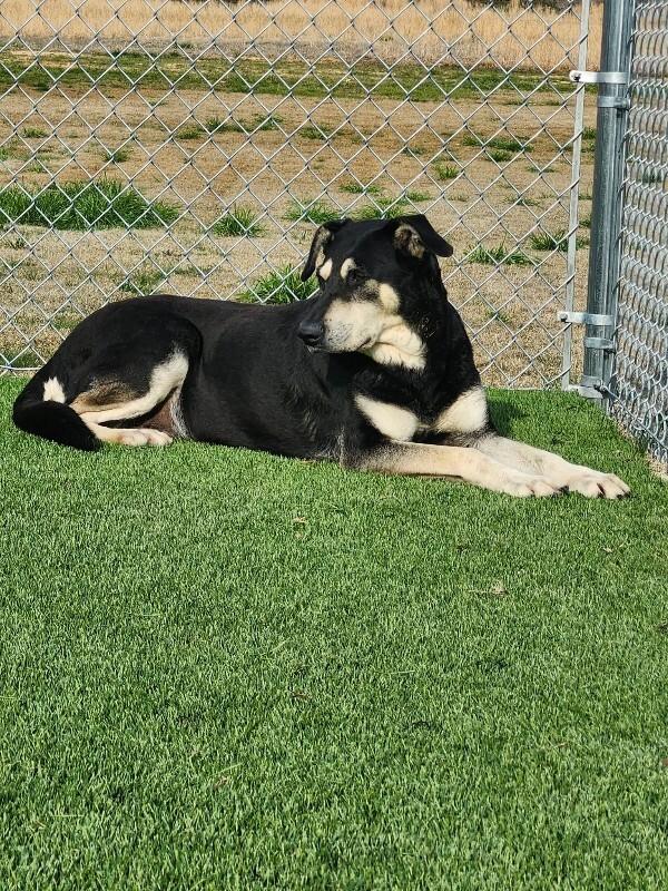 Enlarge Marge, a Adoptable mixed breed in Jackson, TN image 2/5