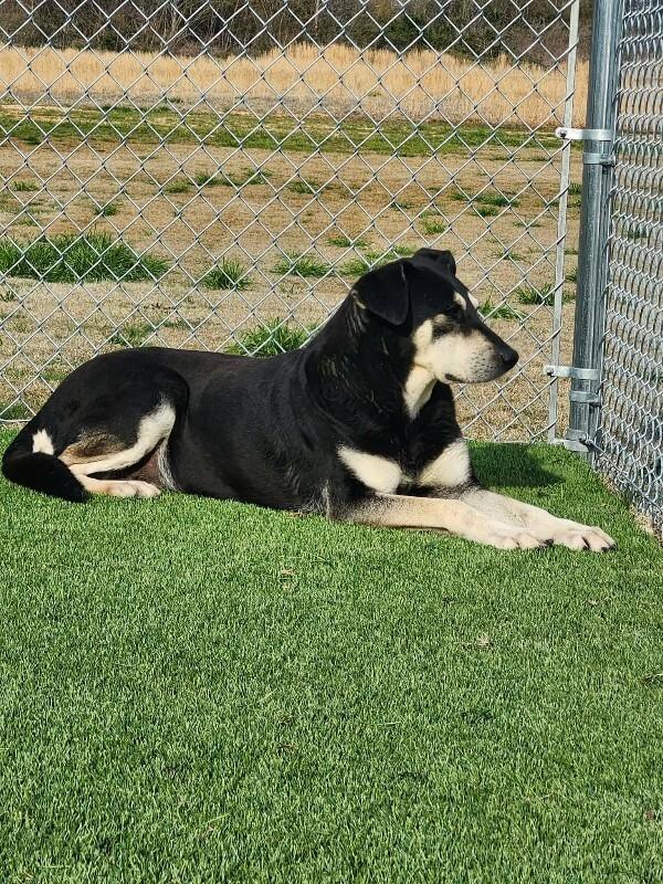 Enlarge Marge, a Adoptable mixed breed in Jackson, TN image 3/5