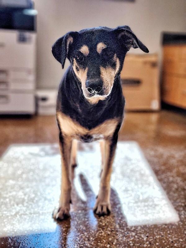 Enlarge Marge, a Adoptable mixed breed in Jackson, TN image 2/3