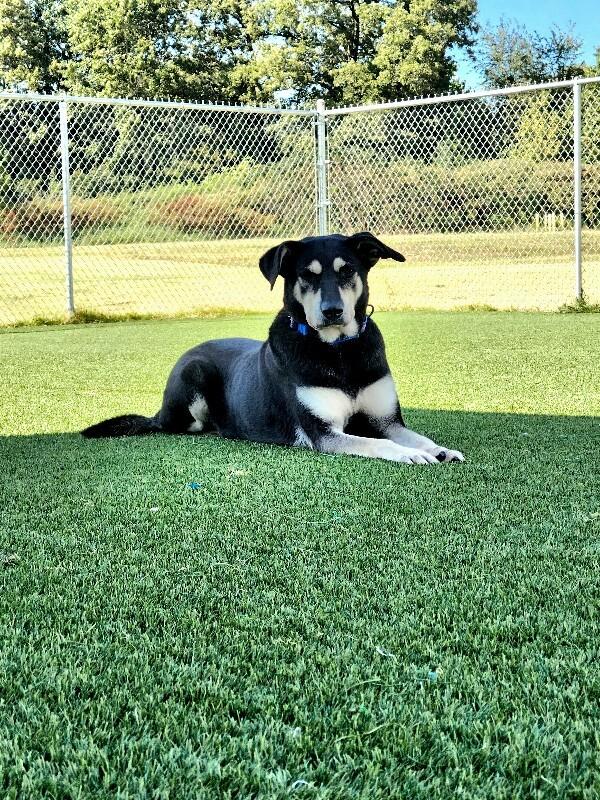 Enlarge Marge, a Adoptable mixed breed in Jackson, TN image 4/6
