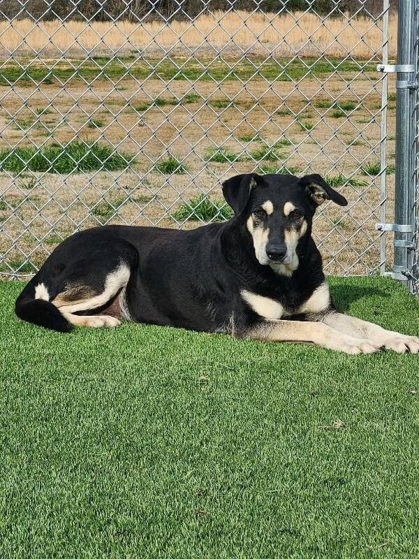 Enlarge Marge, a Adoptable mixed breed in Jackson, TN image 5/5