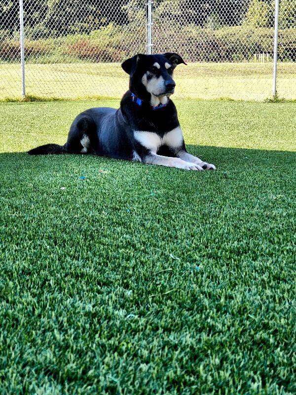 Enlarge Marge, a Adoptable mixed breed in Jackson, TN image 6/6