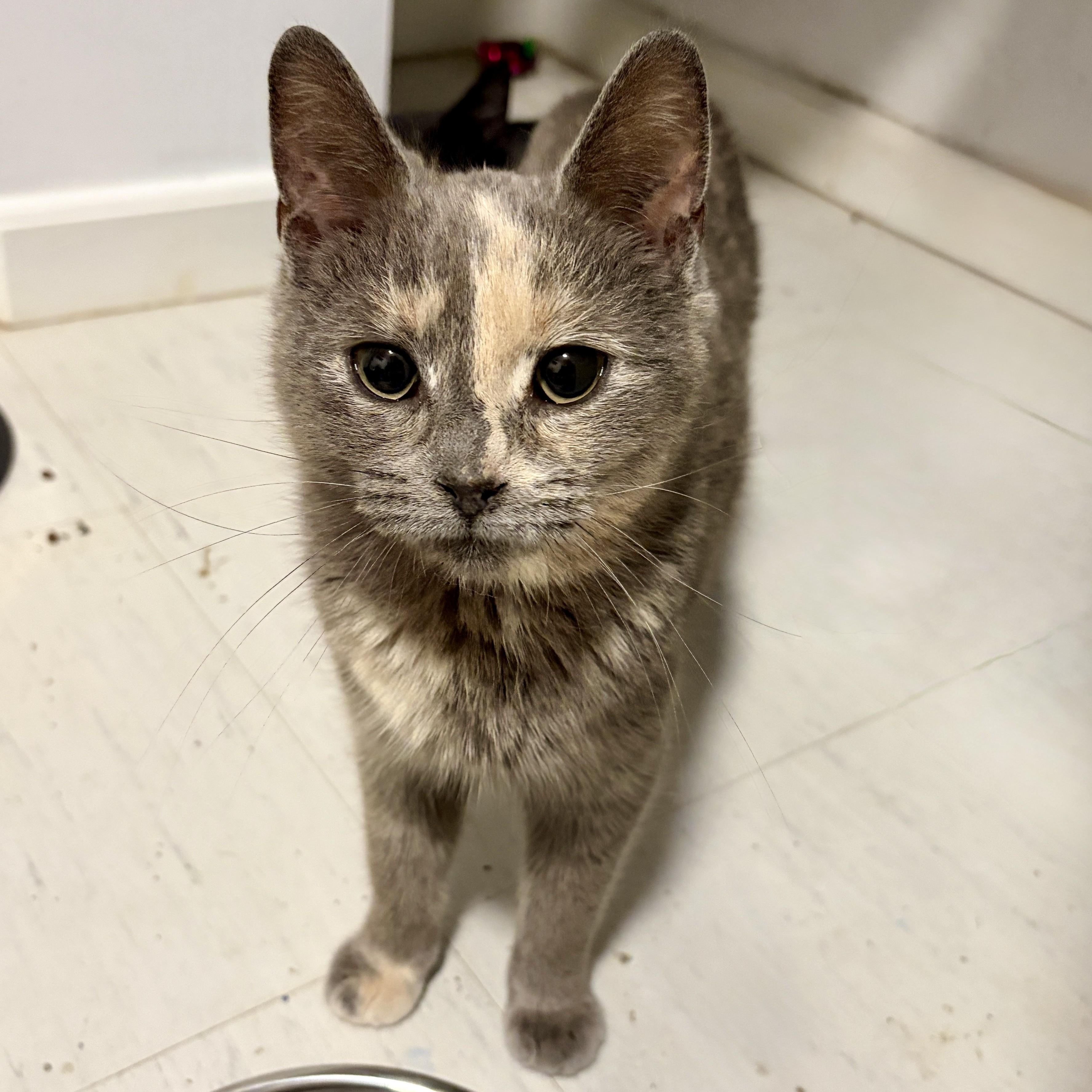 Lady, adopted, Young Female Domestic Short Hair.