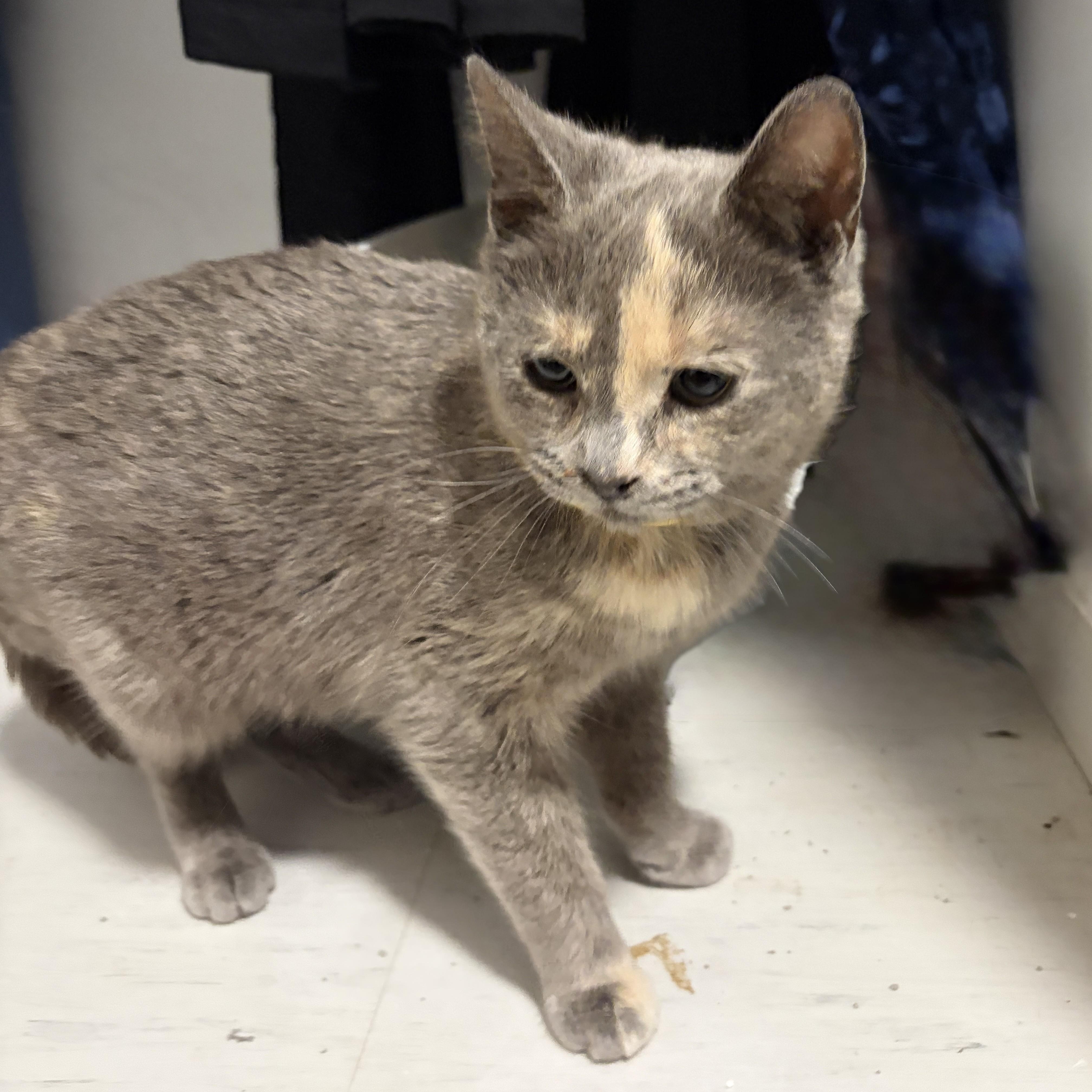 Enlarge Lady, an adopted Domestic Short Hair in Pickering, ON image 2/3