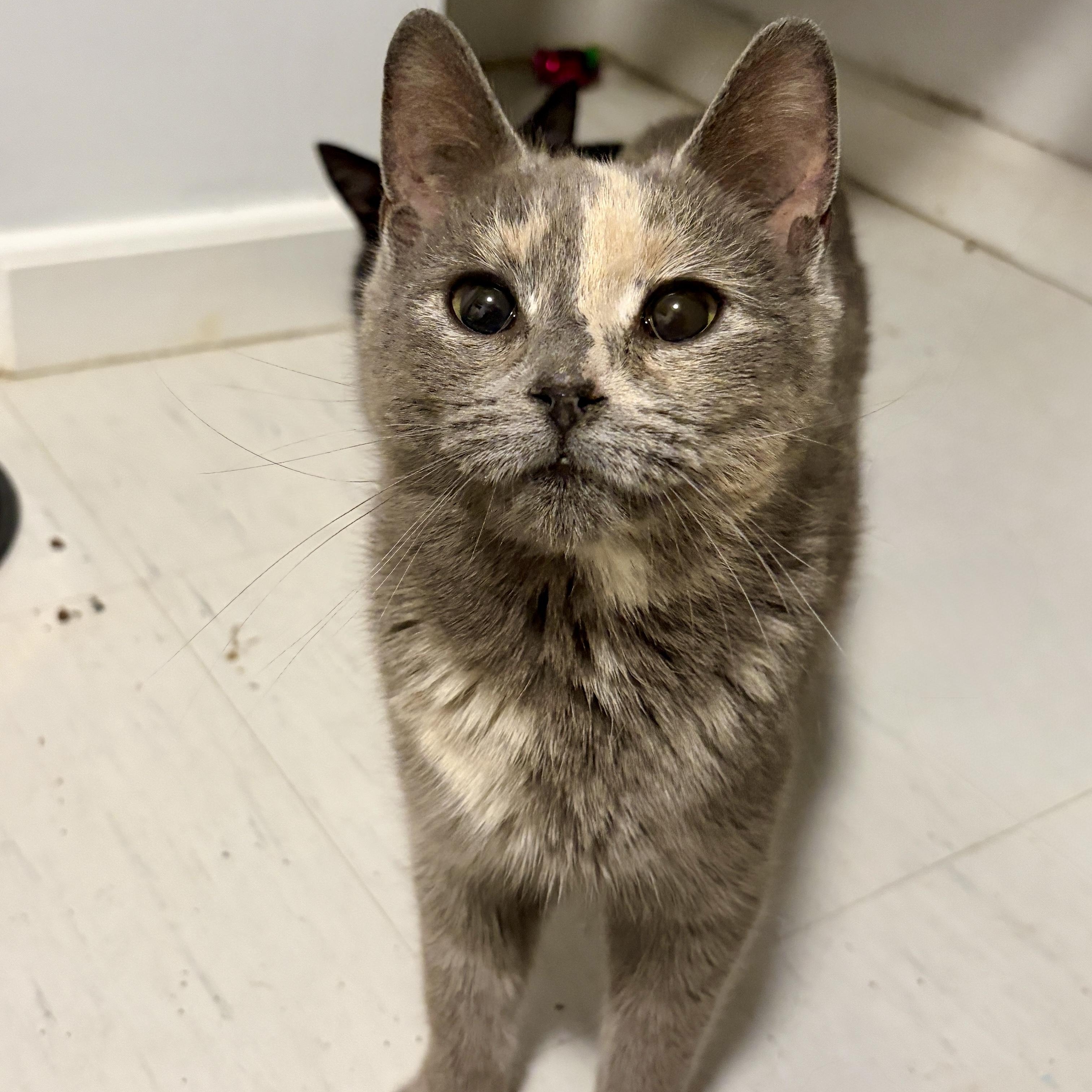 Enlarge Lady, an adopted Domestic Short Hair in Pickering, ON image 3/3