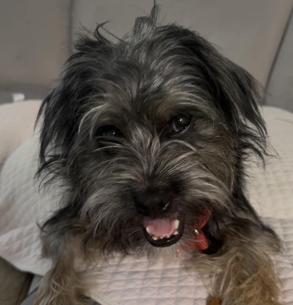 Slinky, Adoptable, Young Male Terrier.
