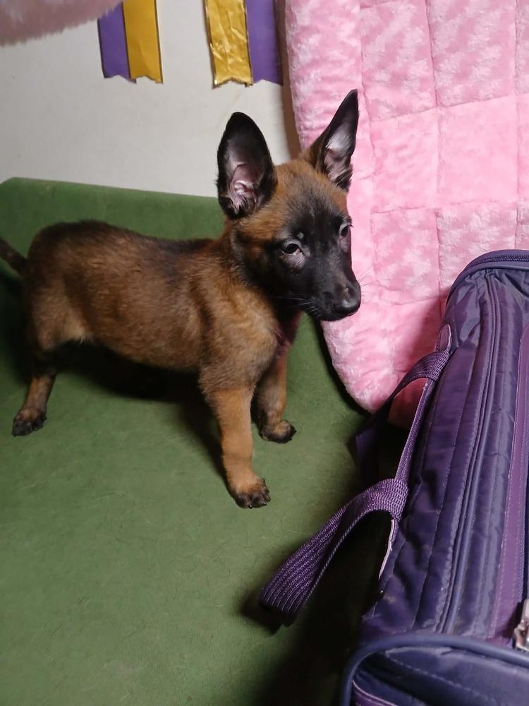 Cricket (Madacc puppy 2 - Suzie), Adoptable, Puppy Female German Shepherd Dog & Belgian Shepherd / Malinois.