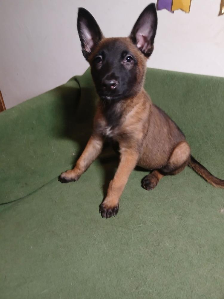 Enlarge Cricket (Madacc puppy 2 - Suzie), a Adoptable mixed breed in Suamico, WI image 2/3