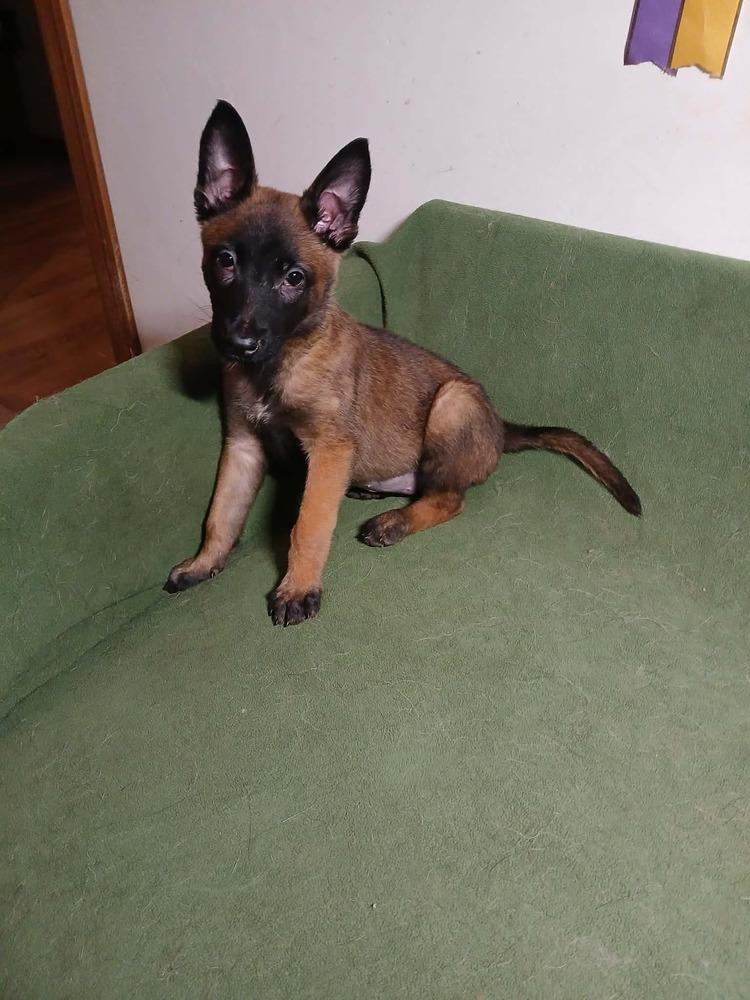 Enlarge Cricket (Madacc puppy 2 - Suzie), a Adoptable mixed breed in Suamico, WI image 3/3