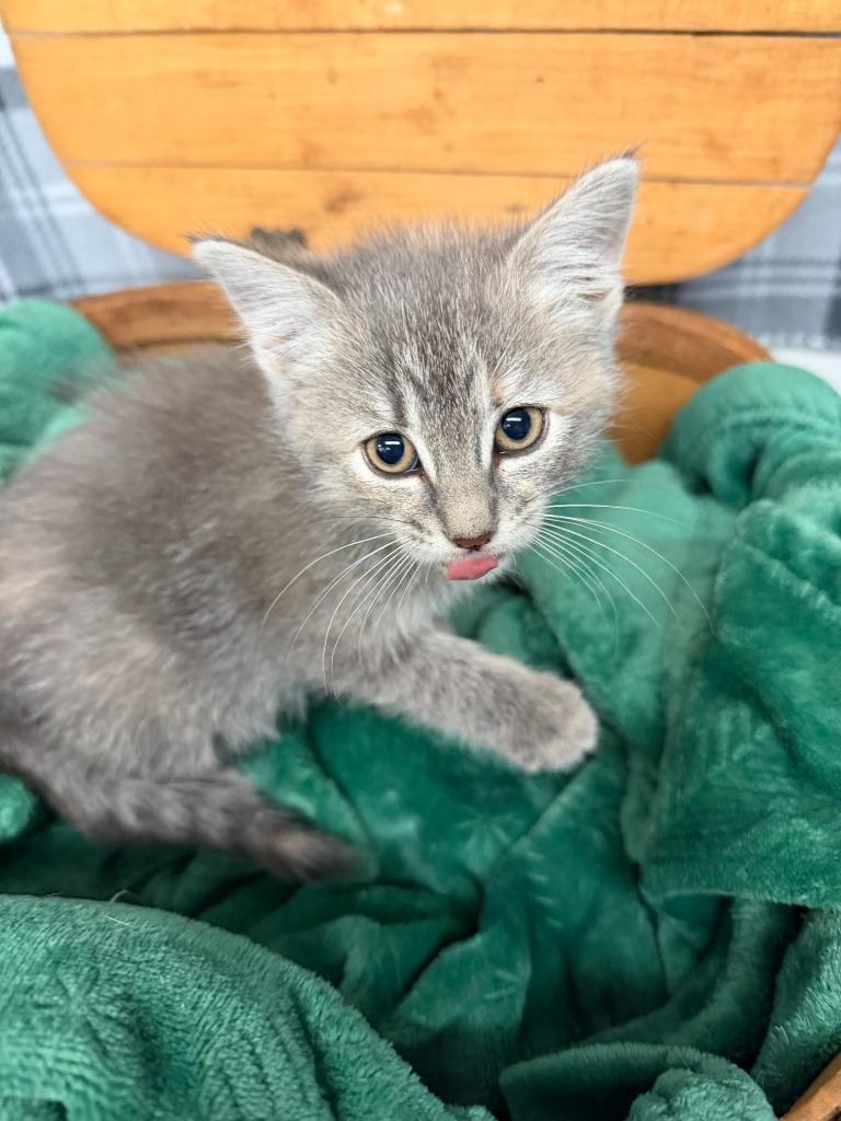 SARAFINA, Adoptable, Kitten Female Domestic Short Hair.