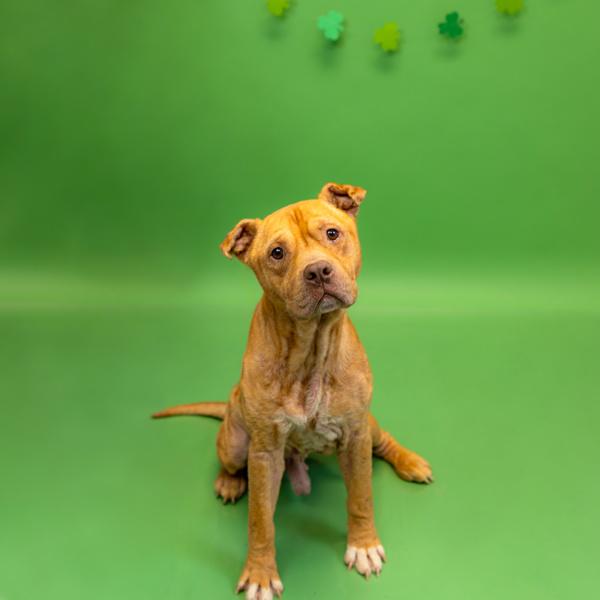Pen 173 Wynn, Adoptable, Adult Male Pit Bull Terrier.