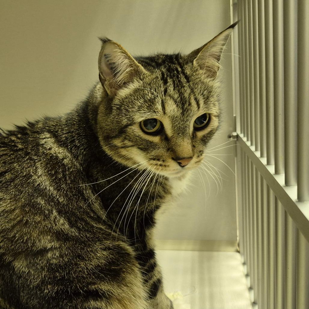 Dobby, Adoptable, Adult Male Domestic Short Hair.