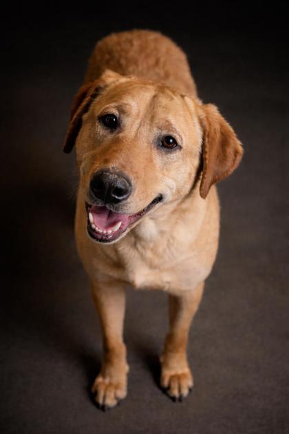 Enlarge Marvin, a ADOPTABLE mixed breed in Wooster, OH image 1/1