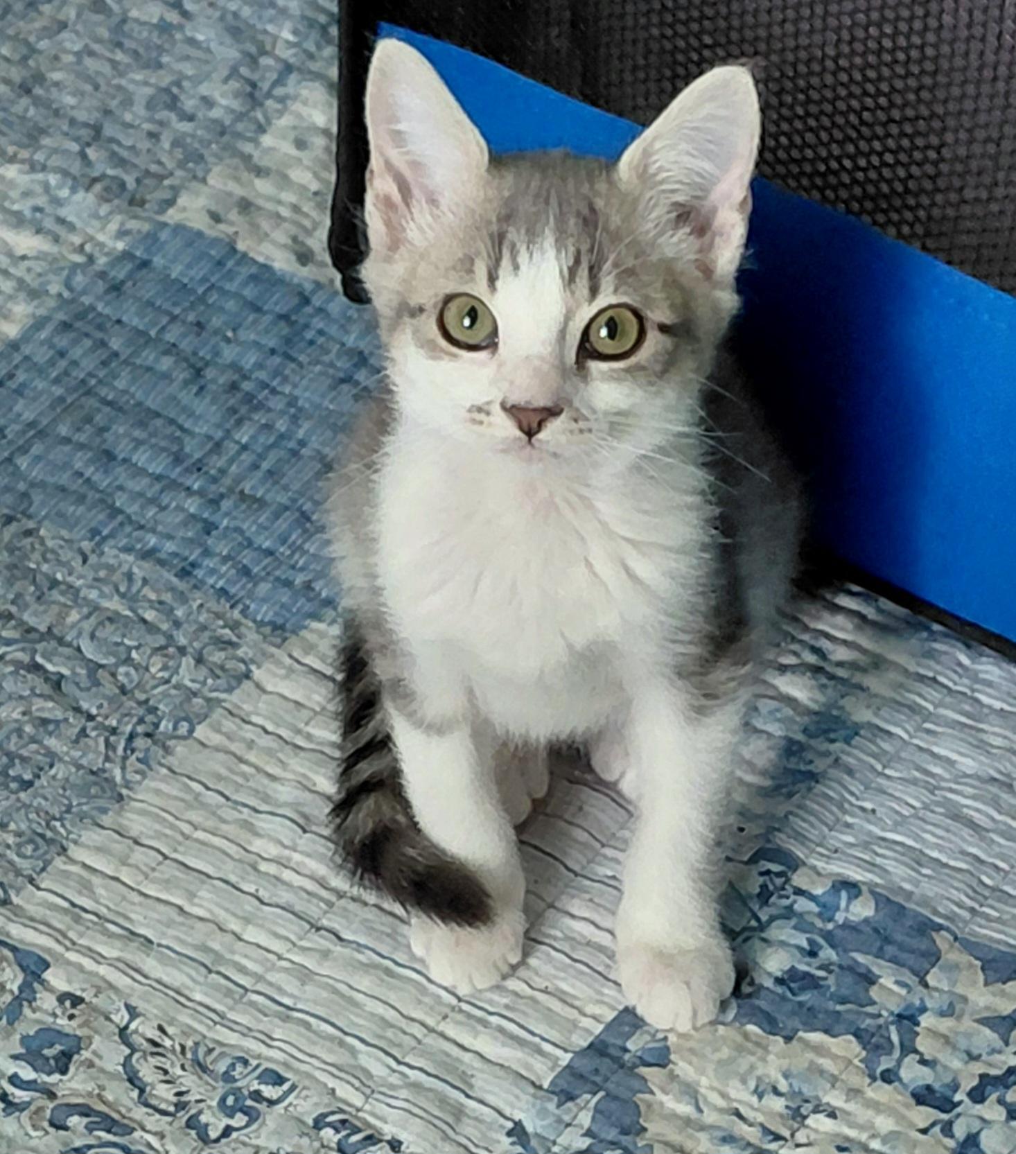 Enlarge Jasper, an adopted mixed breed in Melbourne, FL image 6/6