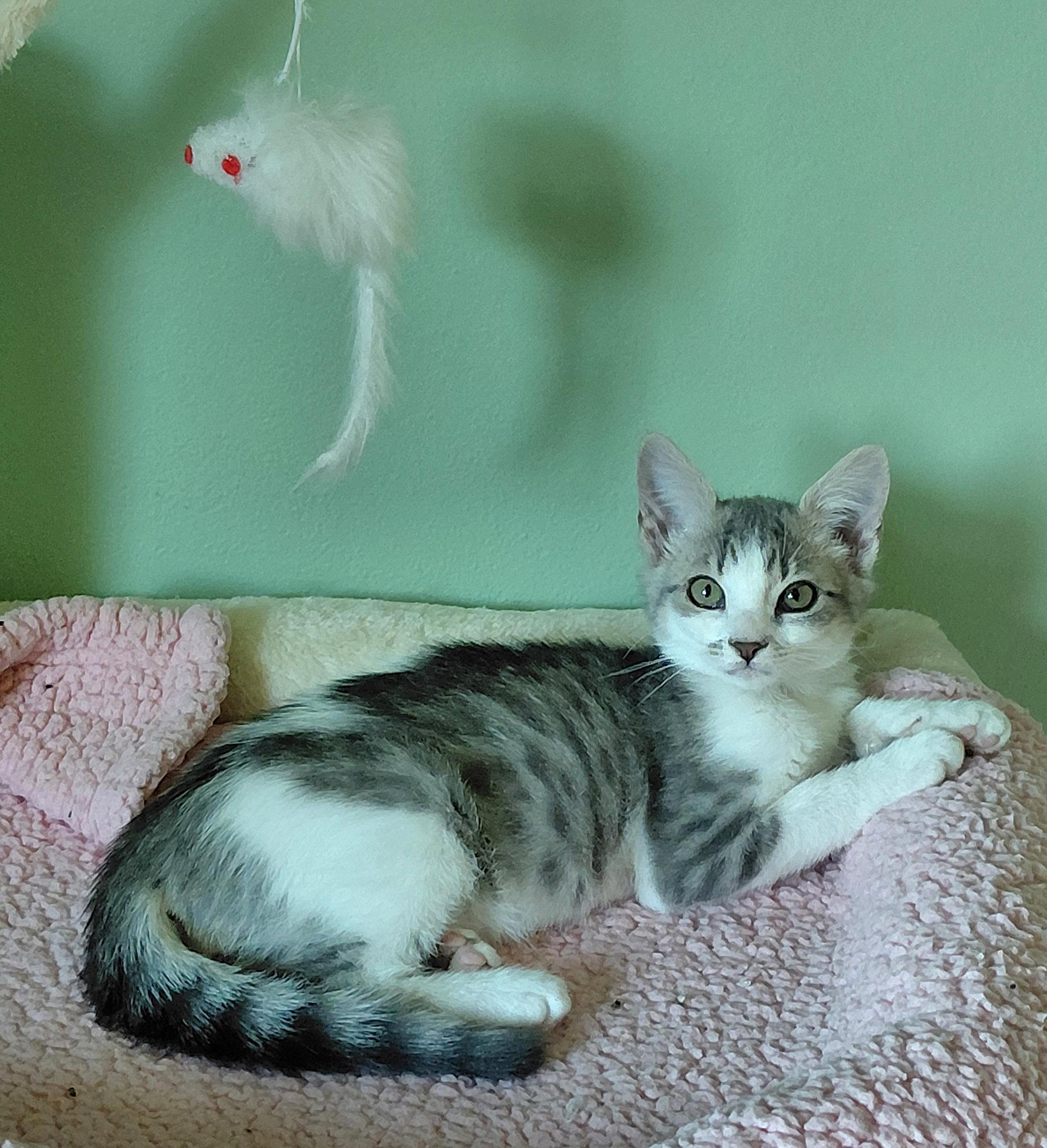 Enlarge Jasper, an adopted mixed breed in Melbourne, FL image 1/6