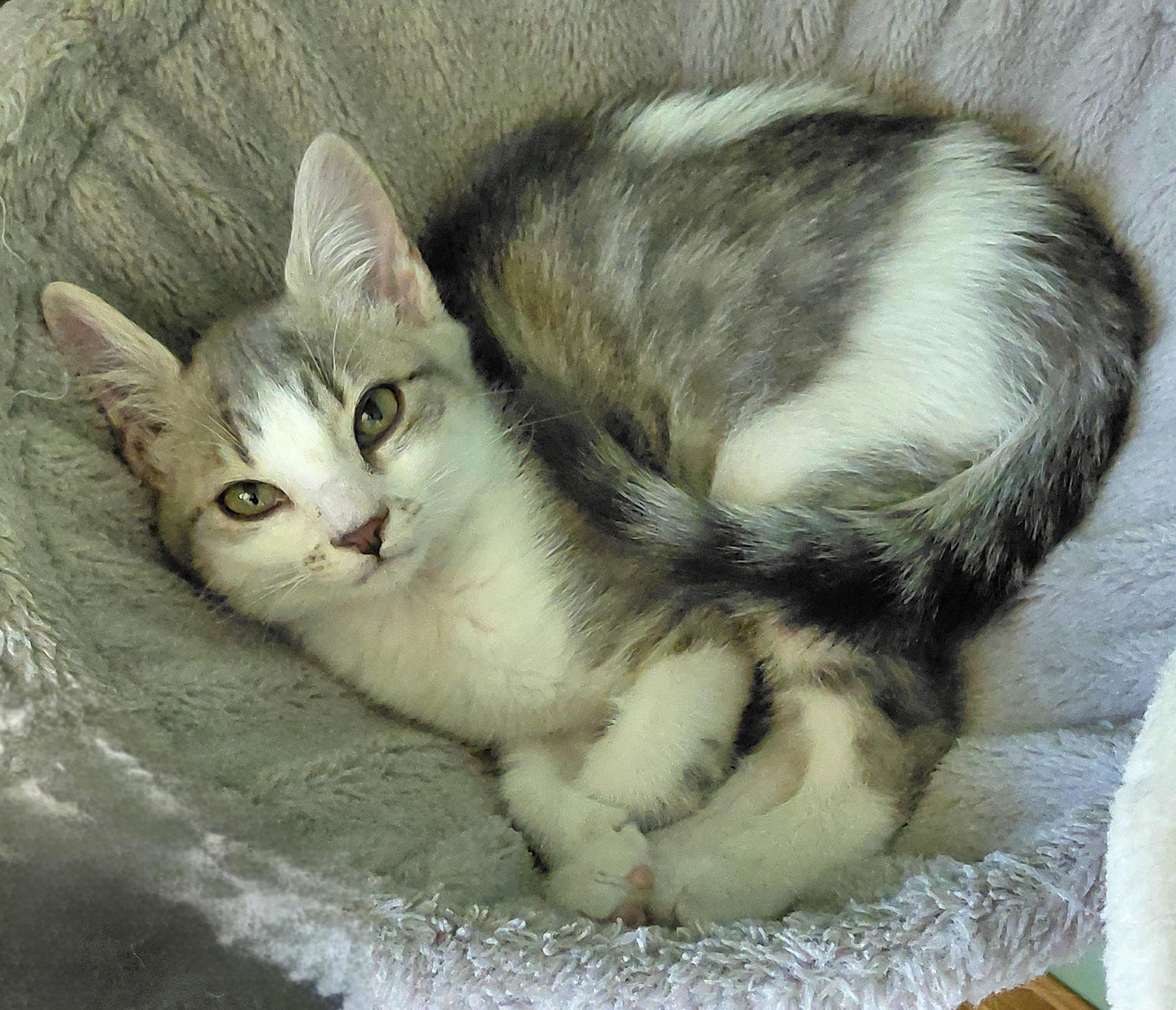 Enlarge Jasper, an adopted mixed breed in Melbourne, FL image 2/6