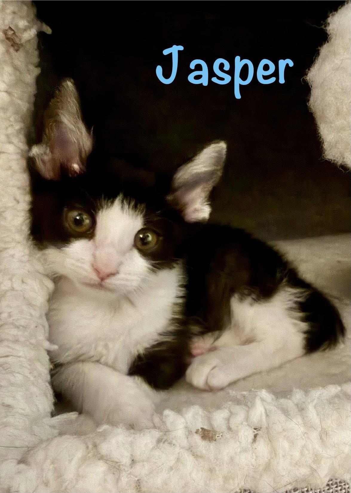 Jasper, Adopted, Kitten Male Domestic Short Hair.