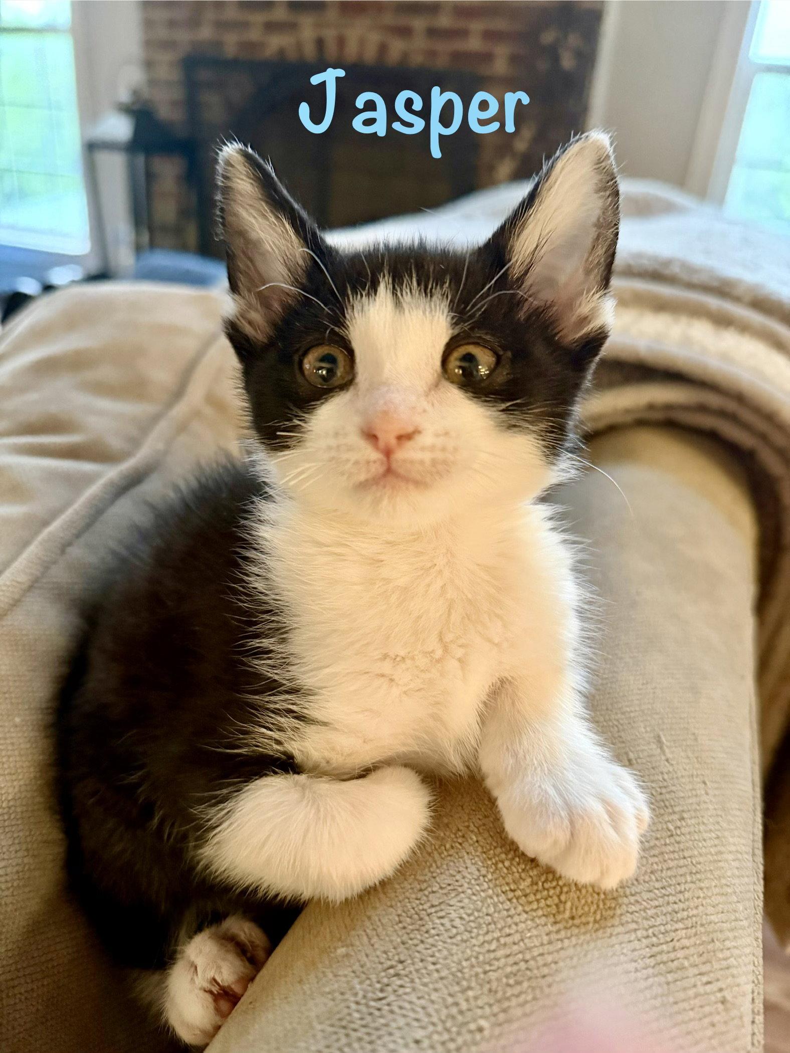 Jasper, a Adopted Domestic Short Hair in Reston, VA image 2/3
