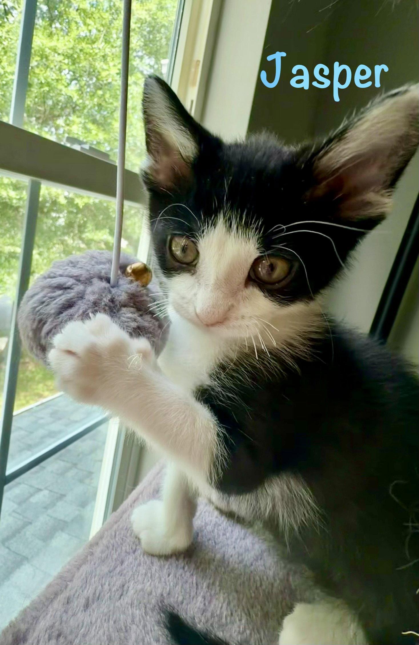 Jasper, a Adopted Domestic Short Hair in Reston, VA image 3/3