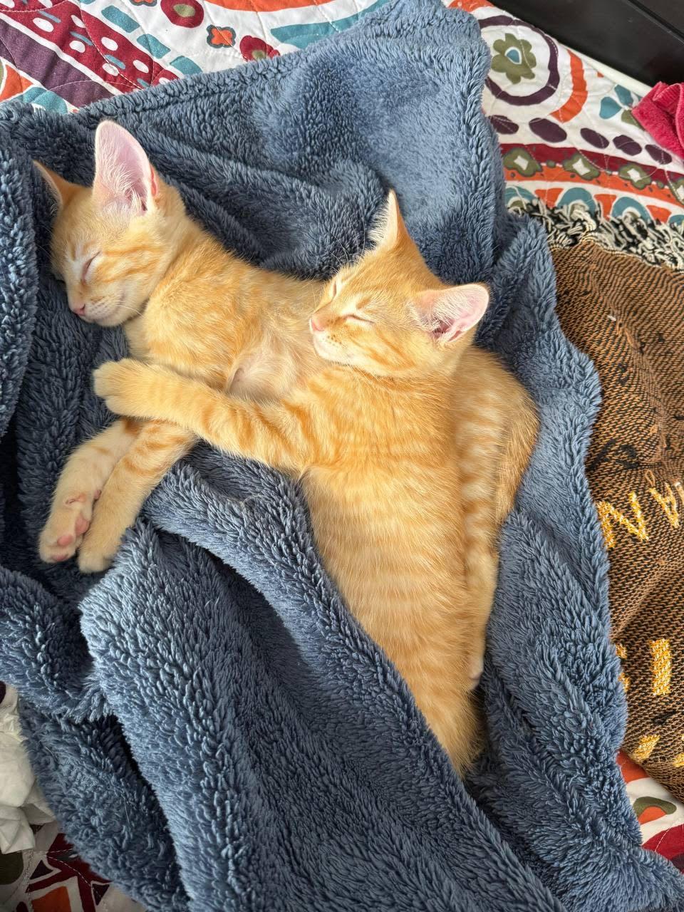 Enlarge Gizmo, an adopted Domestic Short Hair in Fort Worth, TX image 2/4