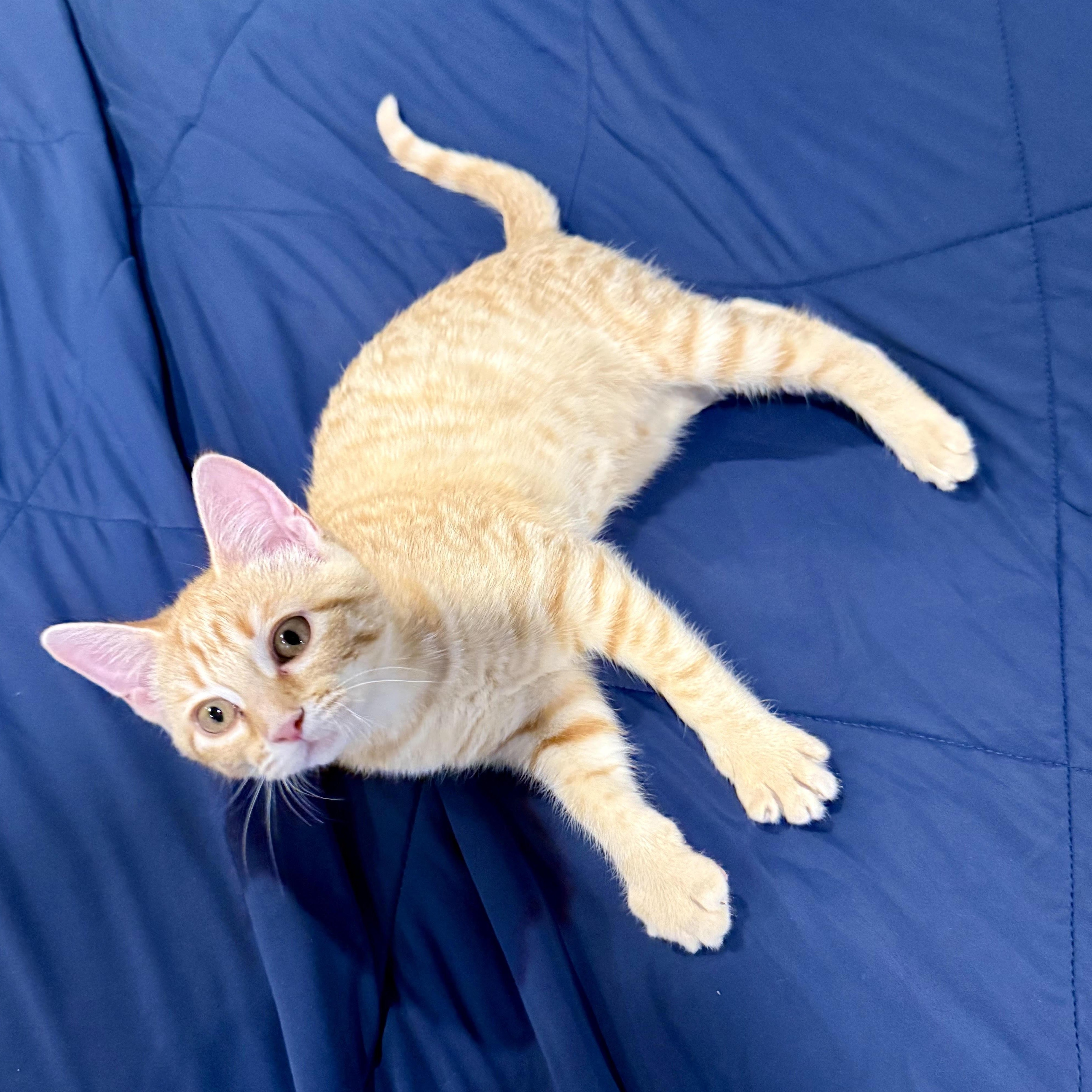 Enlarge Gizmo, an adopted Domestic Short Hair in Fort Worth, TX image 1/4