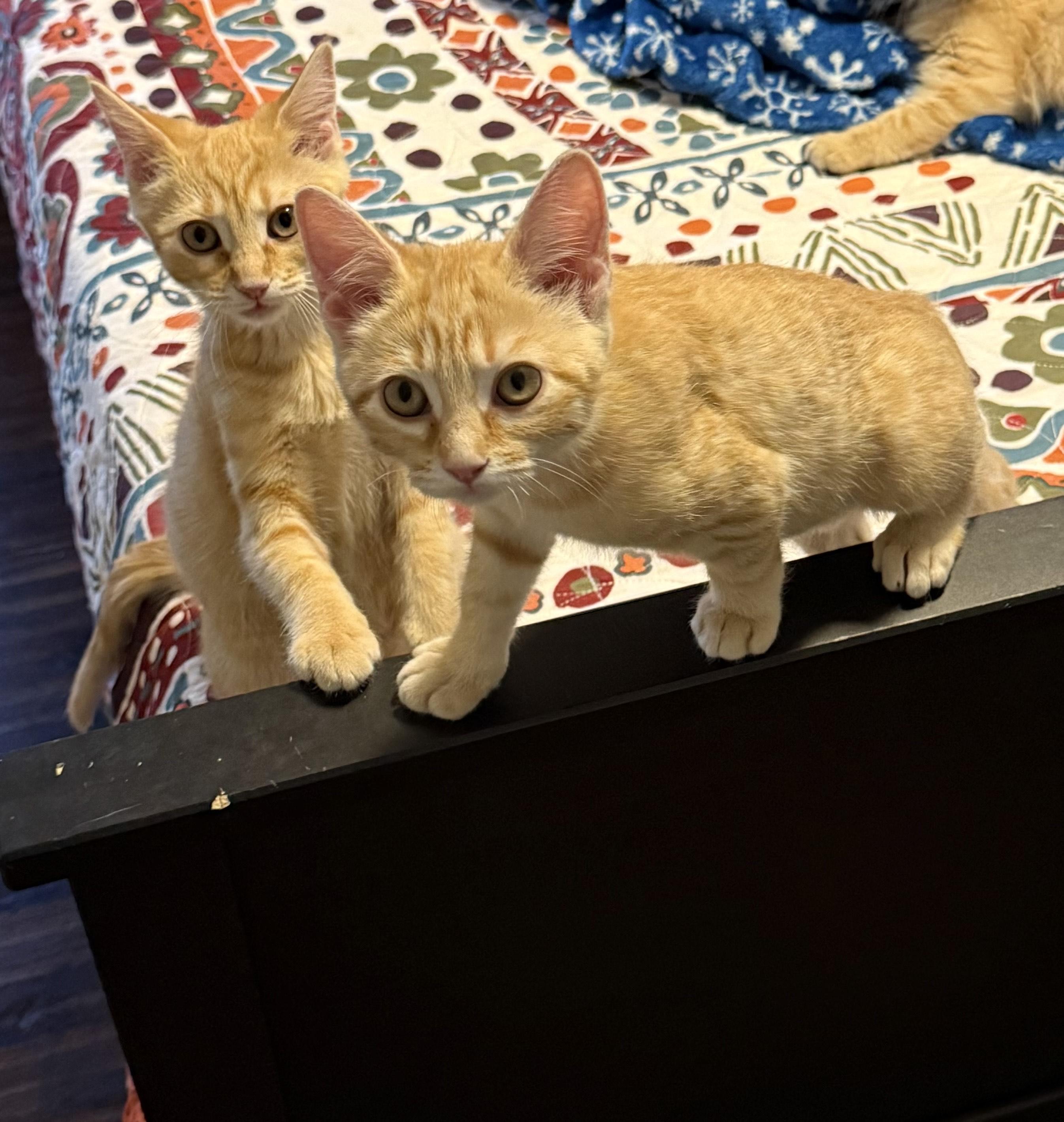 Enlarge Gizmo, an adopted Domestic Short Hair in Fort Worth, TX image 4/4