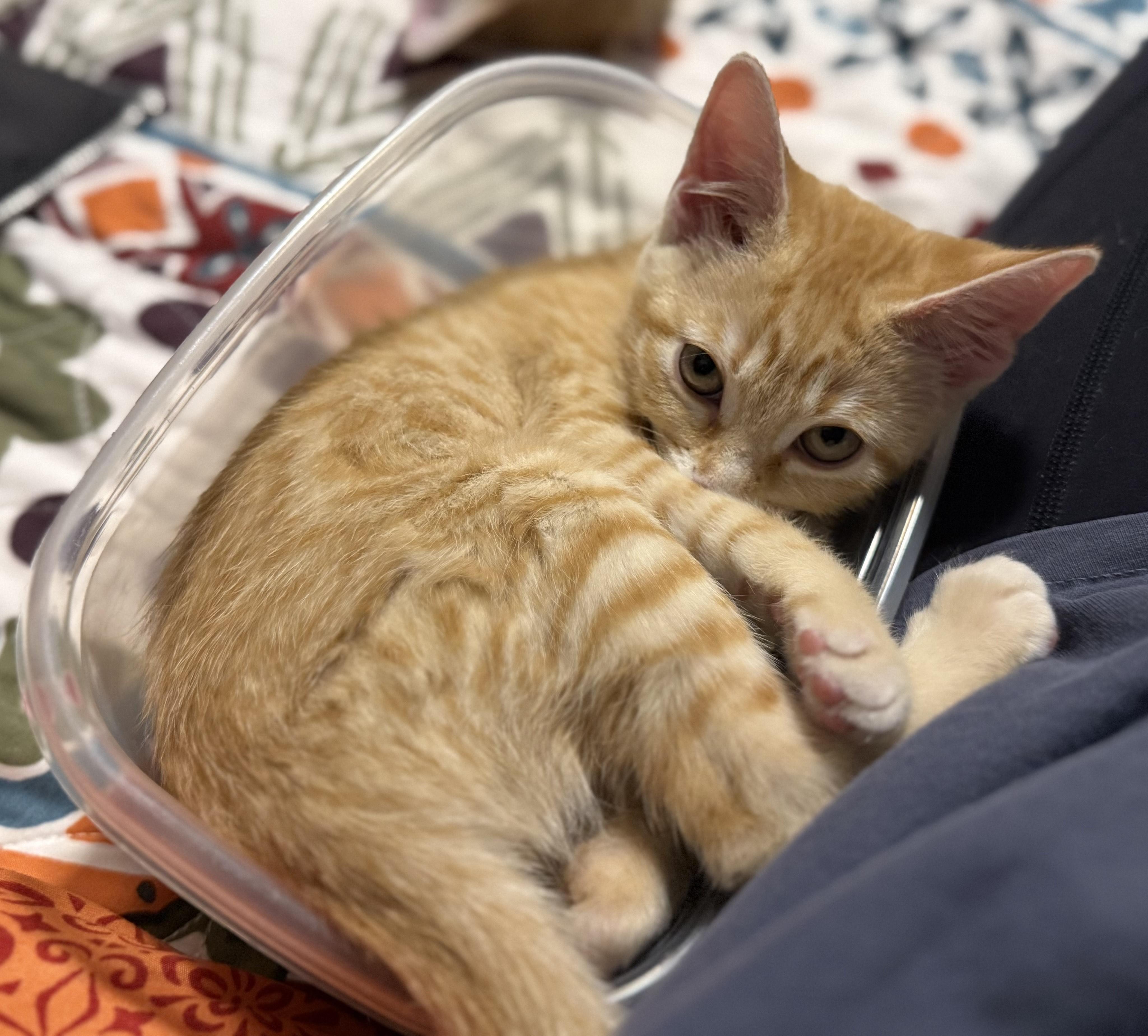 Enlarge Gizmo, an adopted Domestic Short Hair in Fort Worth, TX image 3/4