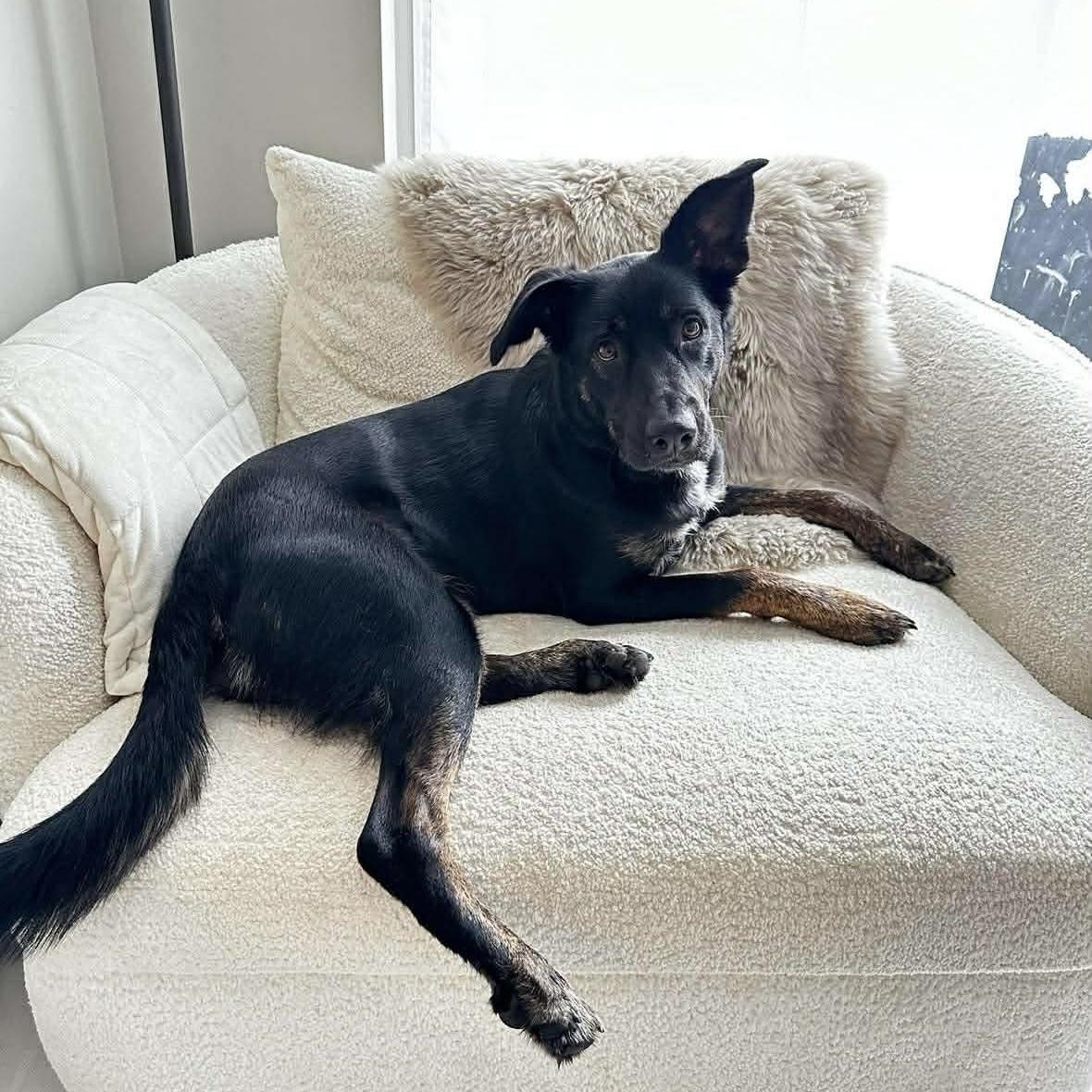 Enlarge Leia, a ADOPTABLE mixed breed in Ottawa, ON image 2/6
